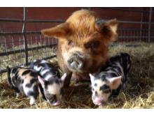 Octavia - KuneKune pig and her children